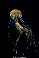 Took this shot of a jellyfish while diving in Legazpi, Al... by Penn De Los Santos 